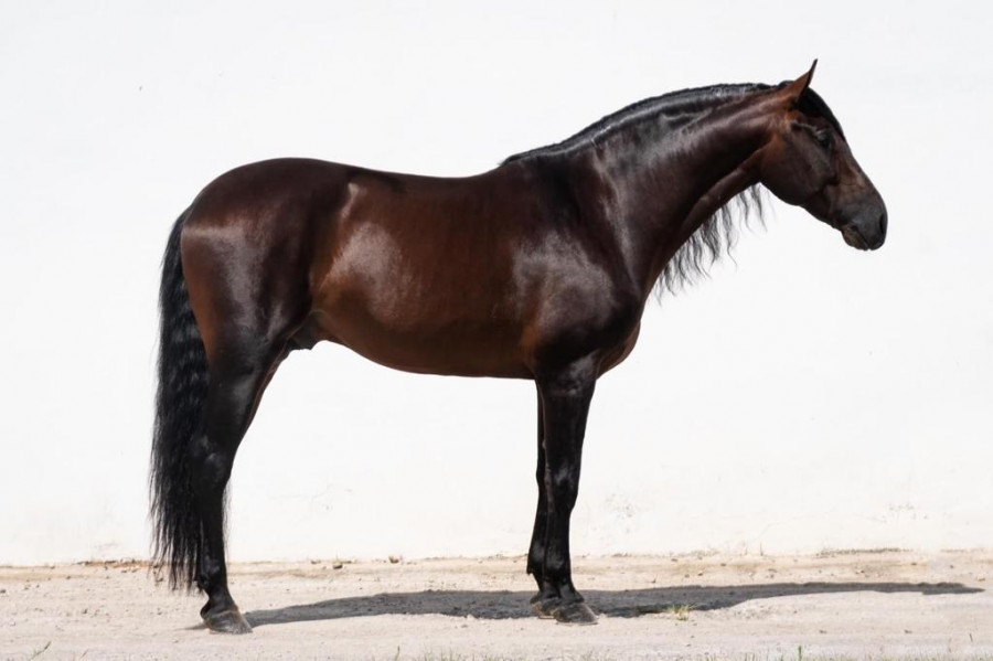 Pongo a la venta caballo PRE, nombre Escogido lV,  de la Yeguada JF Mi�o. 
Cumplidos 7 a�os en marzo, mide 1,64 a la cruz y est� entero. Tiene un car�cter especial, no se calienta con yeguas ni con caballos, puedes pasearlo por d�nde quieras sin ning�n ti