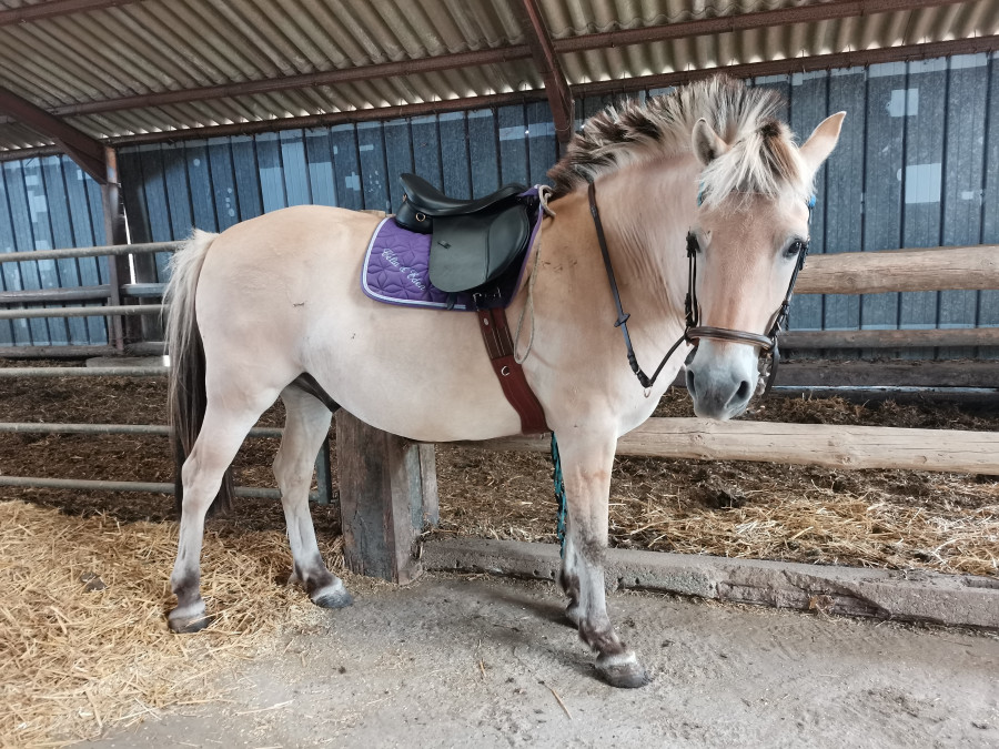 Tout beau avec sa nouvelle selle, et nouveau filet sans mord !