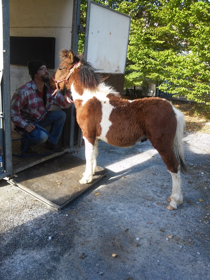 jeune poulain pottok de 7 mois monte dans le van