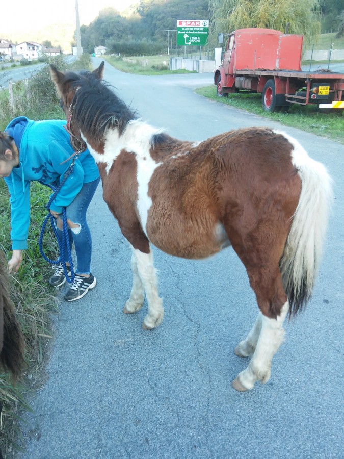 poulain de 7 mois licol marche en longe