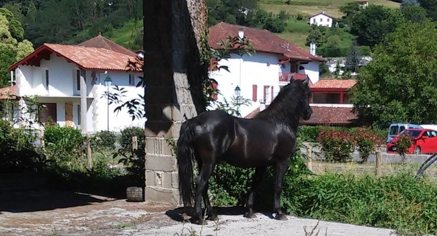 NEREXUDURXURI notre talon pottok agr national mont,attel