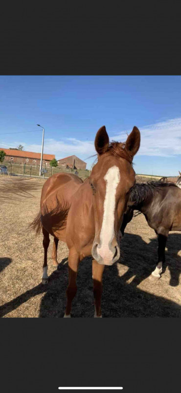 Je vous presente Mirabelle 
- pouliche � vendre 
- transport possible 
- prix int�ressant 
  
Jeune jument alezane de 3 ans n�e le 8 mai 2017. Manipul� monte au van bonnes origines quarter horse. 

