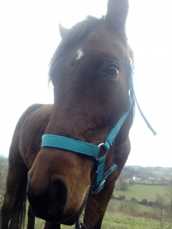 a vendre trotteur de 3 ans etalon avendre 1500? vendu avec cest �quipements selle deux tapie couverture filet bande de polos casque brosse depart rapid urgent je suis de cl�cy je suis joignable au 0619404827 par message