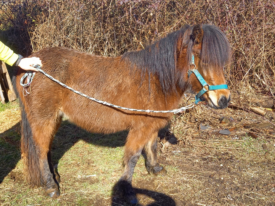 � vendre pouliche de 3 ans 
Non d�bourr� 