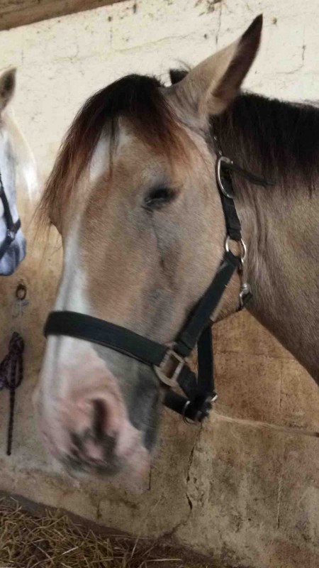 Voici un des poney de mon centre questre . Il s\'apelle salicorne et c\'est mon poney prfr!