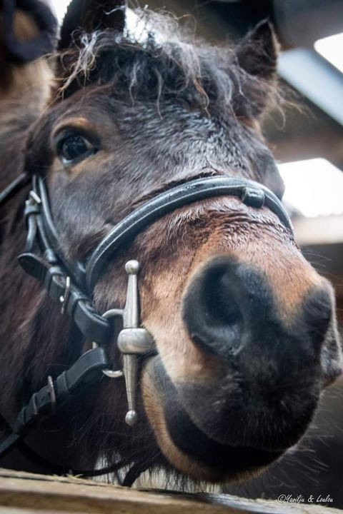 Un peu de joie dans cette p�riode difficile, voici atchoum un petit poney �nergique 