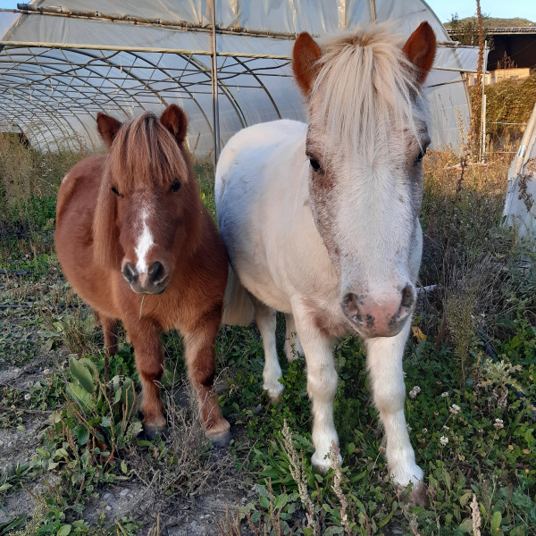 Photo de profil de 2shetland