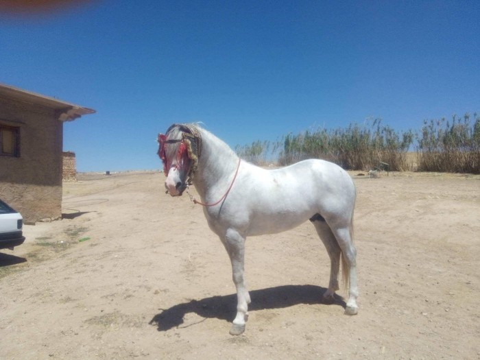 Photo de profil de 31dido