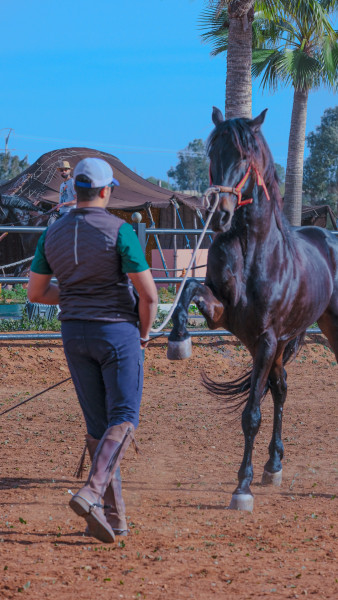 Photo de profil de aamer_horseman