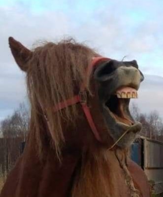 Photo de profil de abisko