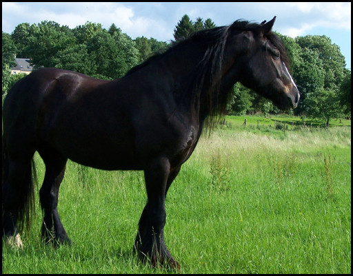 Photo de profil de achrane