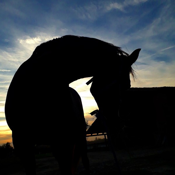 Photo de profil de aele.rose