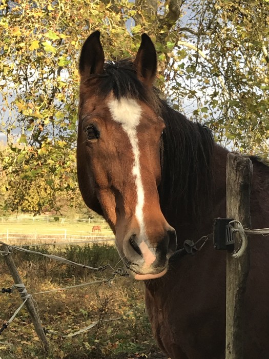 Photo de profil de aetiaquacoach