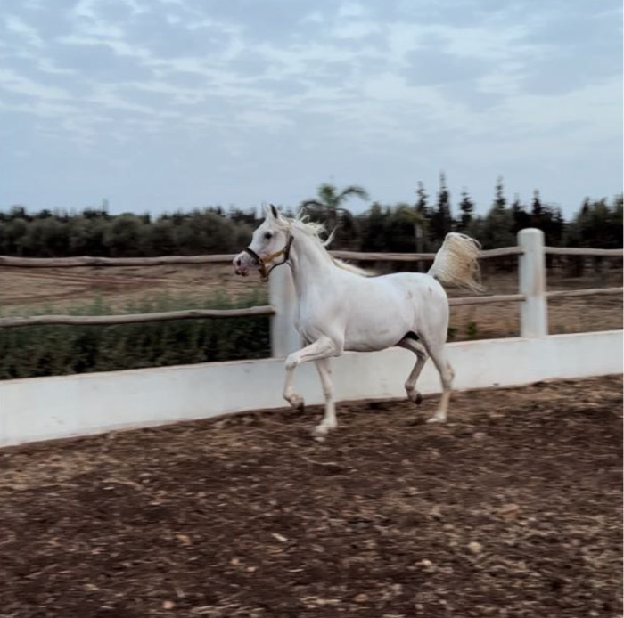 Photo de profil de ahmed91