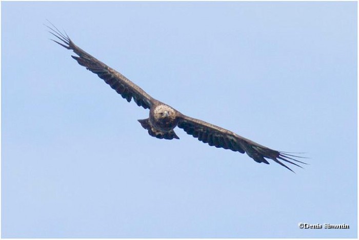 Photo de profil de aigleenvol