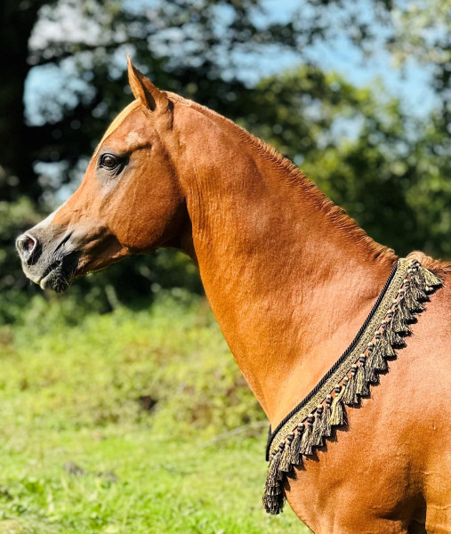 Photo de profil de alchabanne