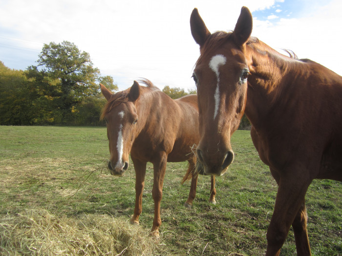 Photo de profil de alfandmojo