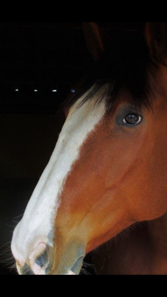 Photo de profil de alicemlh