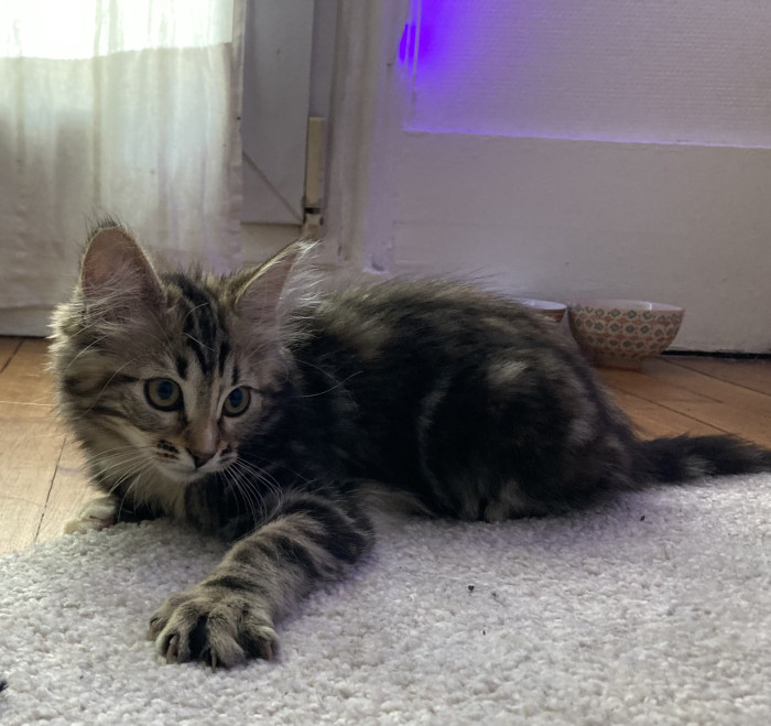 Photo de profil de alicent