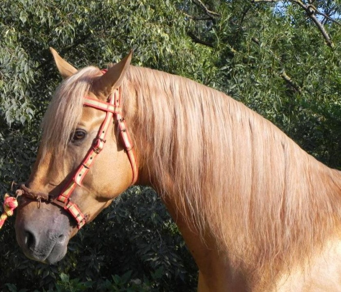 Photo de profil de alionegrane