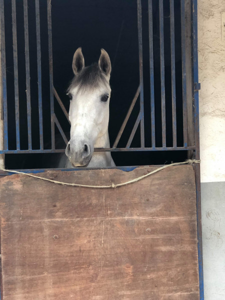 Photo de profil de alizee.horse