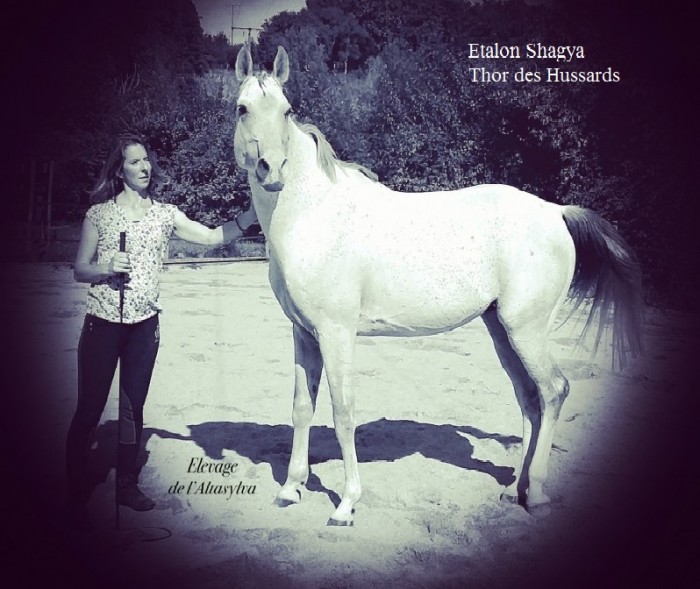 Photo de profil de altasylva.horse