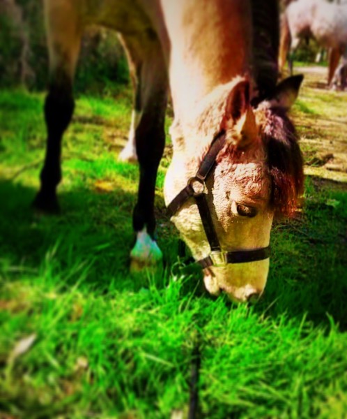 Photo de profil de ambre2010