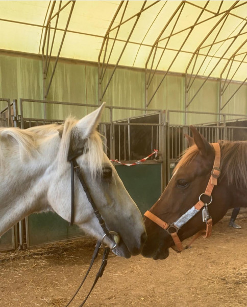 Photo de profil de ambre_saphir