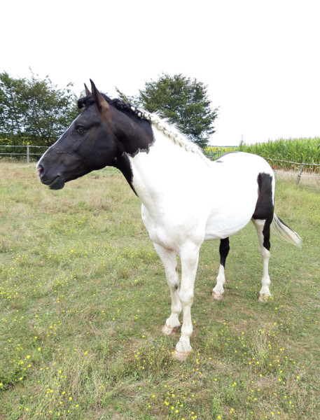 Photo de profil de amiralpegase