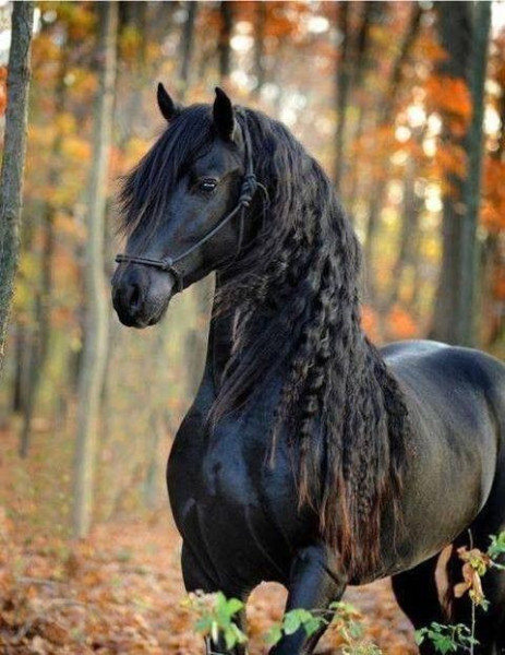 Photo de profil de anayacheval