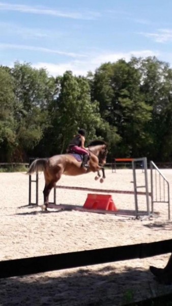 Photo de profil de angela_horse
