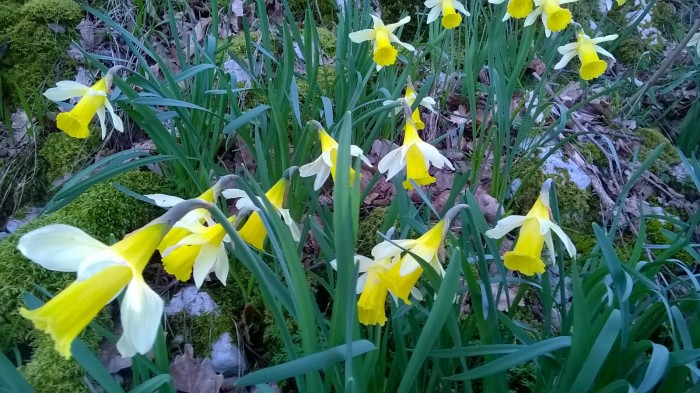 Photo de profil de antocavalo