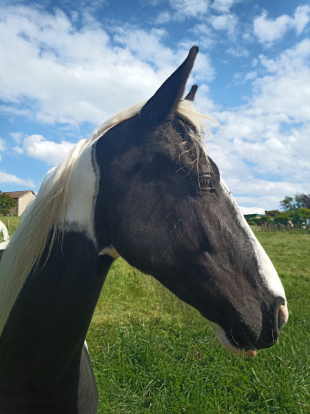 Photo de profil de apaloosa78