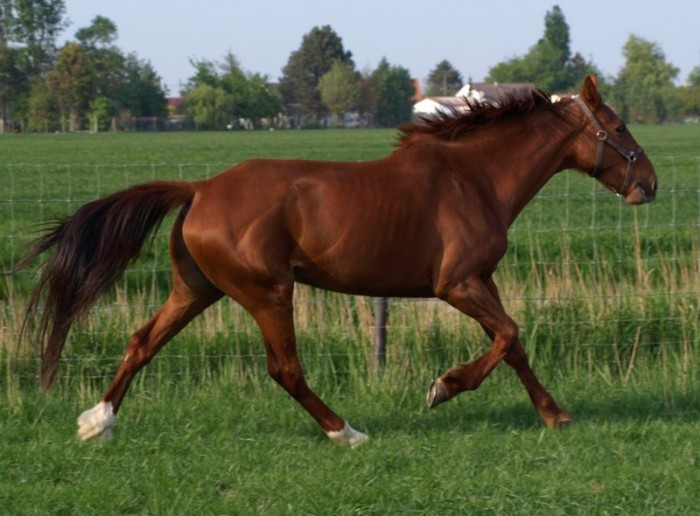 Photo de profil de arlequine