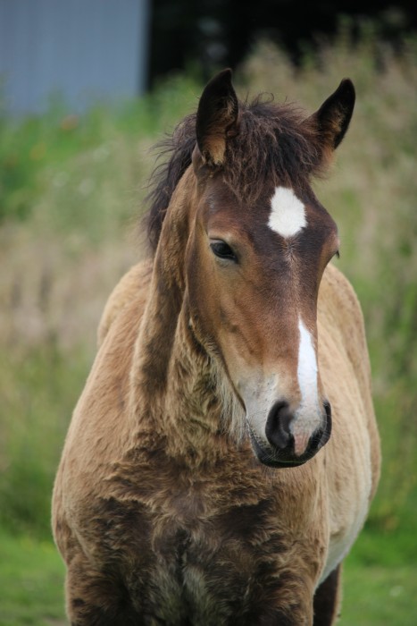 Photo de profil de arsavheol