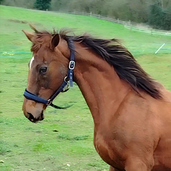 Photo de profil de aslan444