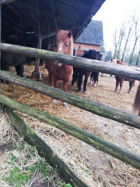 Photo de profil de assionchevaux