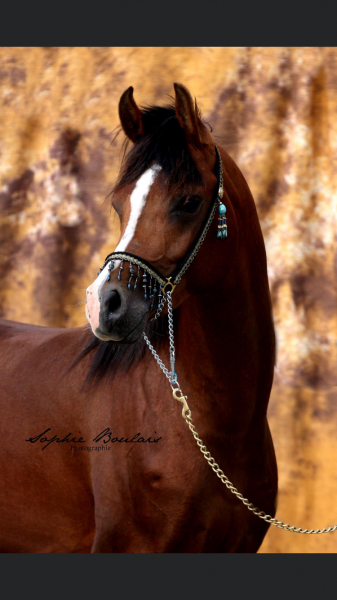 Photo de profil de balito