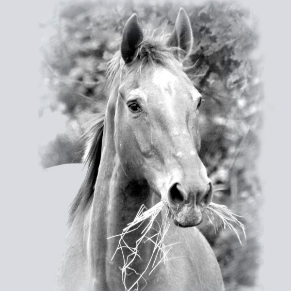 Photo de profil de balzane37