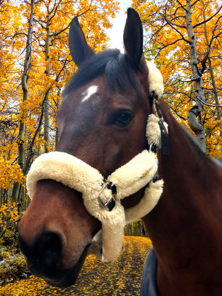 Photo de profil de beegees59