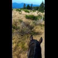 Gratuit Images Vos Blagues Sur Les Chevaux le plus cool par