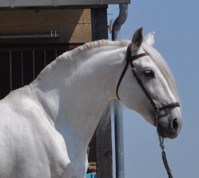 Photo de profil de caballosangel