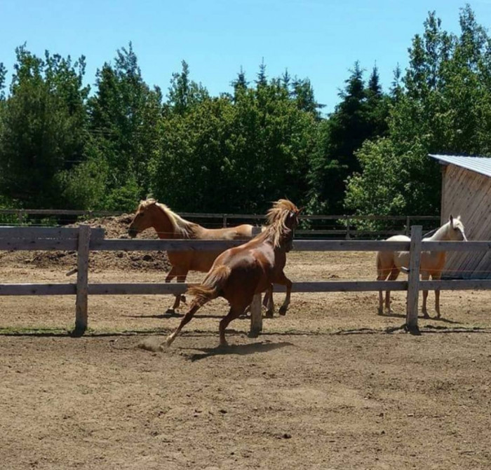 Photo de profil de cabriole15