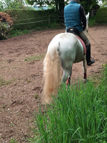 Photo de profil de cacatoes