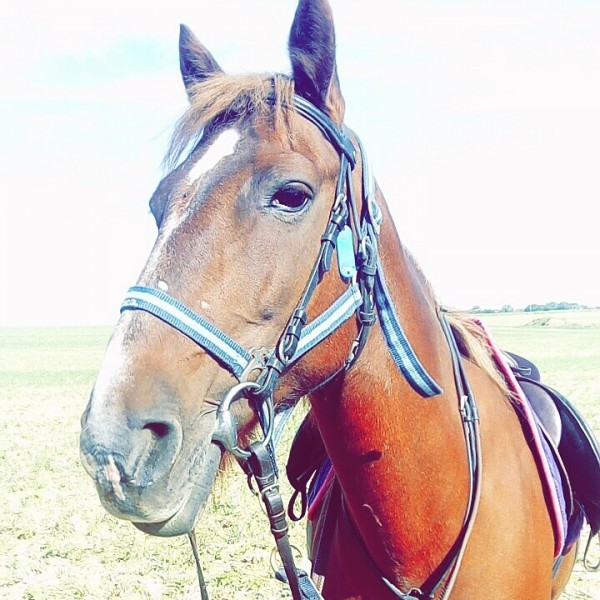 Photo de profil de carnetdunponey