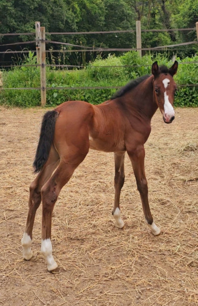 Photo de profil de caroblue21