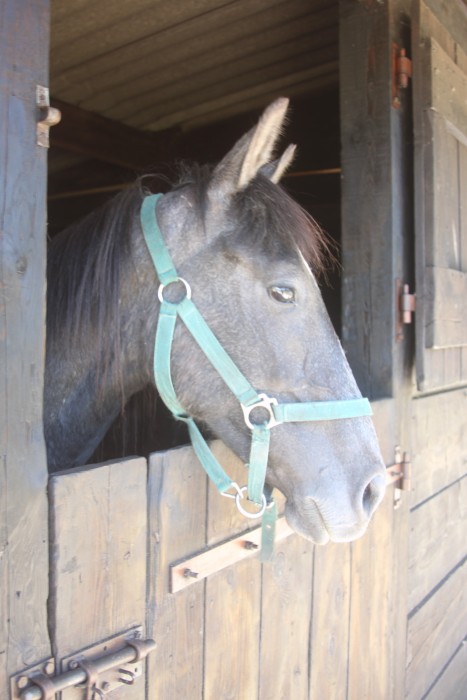 Photo de profil de carolechevaux