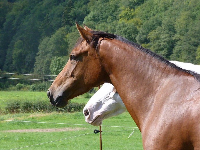 Photo de profil de carolineluna