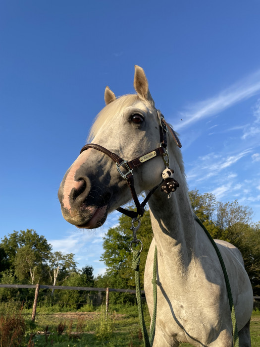 Photo de profil de carwyndv