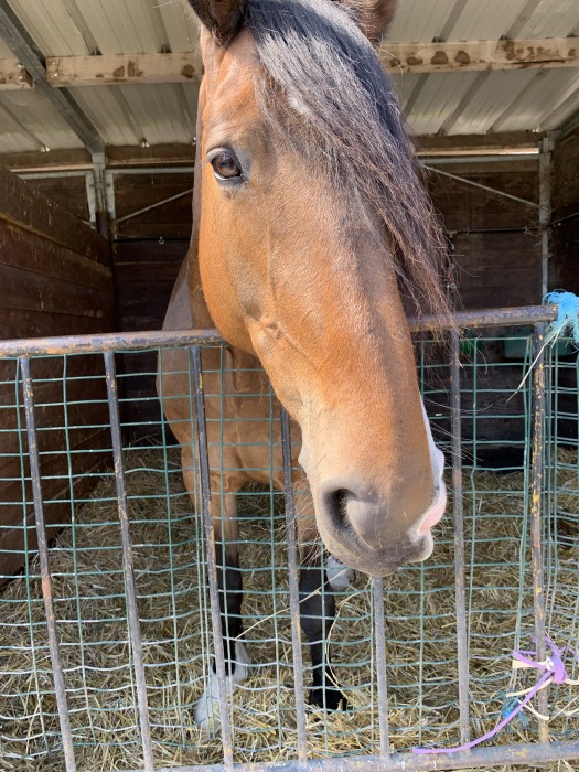 Photo de profil de cassiehorse